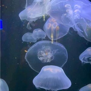 Meet your Posher, Trinity